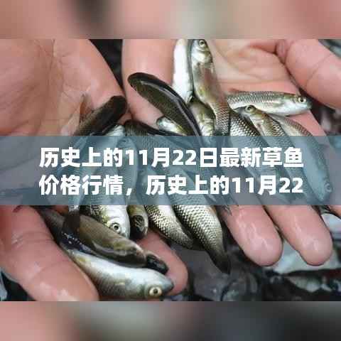 历史上的11月22日草鱼市场行情深度解析与最新价格查询指南