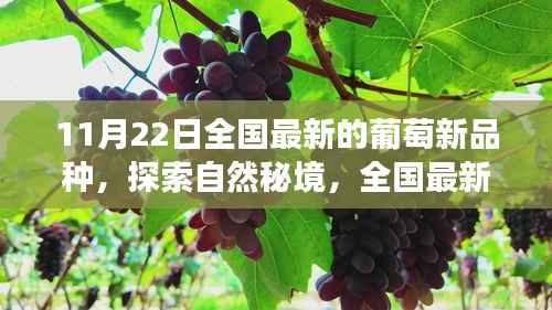 全国最新葡萄品种探索之旅,秘境中的宁静与喜悦之果