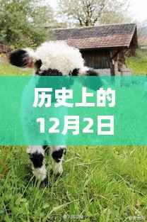 历史上的12月2日,小羊最新视频揭示成长的力量与自信的辉煌启示