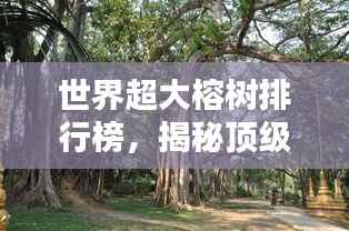 世界超大榕树排行榜,揭秘顶级榕树之王!