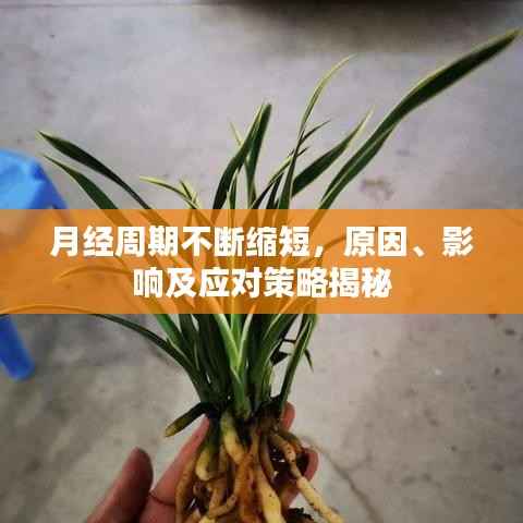 月经周期不断缩短，原因、影响及应对策略揭秘