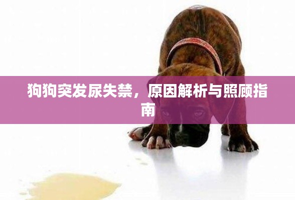 狗狗突发尿失禁,原因解析与照顾指南