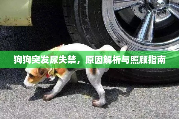 狗狗突发尿失禁,原因解析与照顾指南