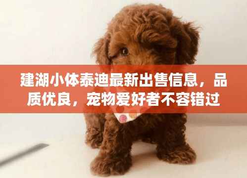 建湖小体泰迪最新出售信息,品质优良,宠物爱好者不容错过
